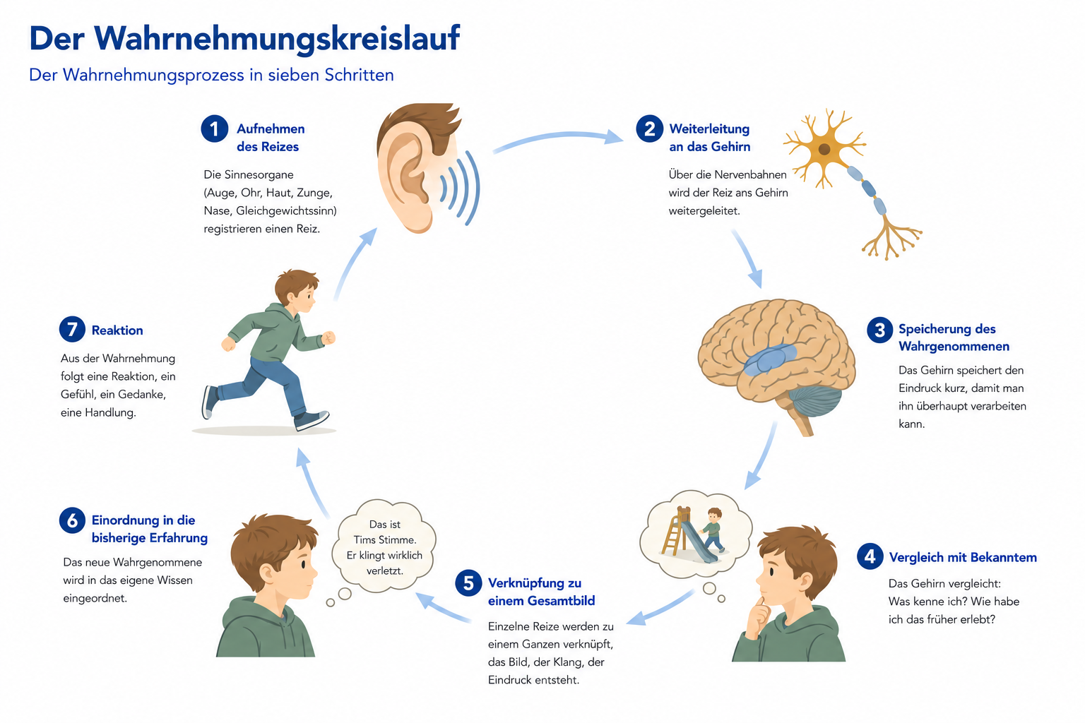 Infografik: Der Wahrnehmungskreislauf