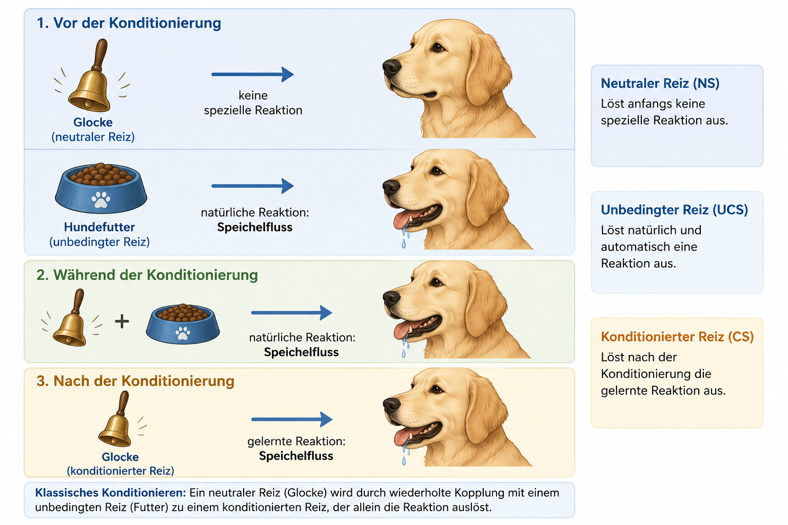 Klassisches Konditionieren nach Pawlow